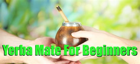 Yerba Mate For Beginners (Best Way To Get Started!) - Yerba Mate Lab