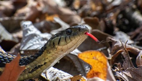 Four Myths and Realities About Snakes - Forest Preserves of Cook County