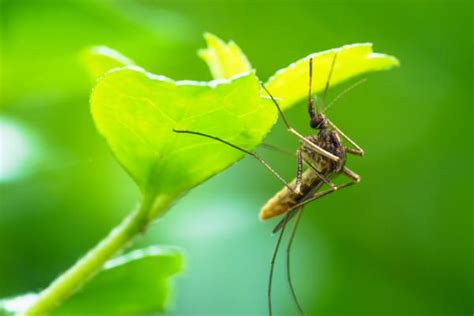 Como Eliminar Mosquitos En PLANTAS Bellota Digital