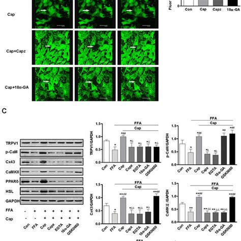 Trpv Promotes Lipolysis Of T L Preadipocytes Through The Regulation