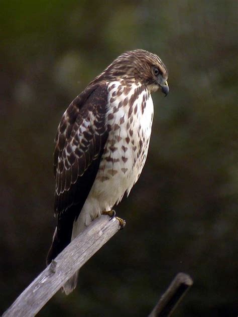 Hawks In Indiana 9 Sky Lords Soaring On The Indy Horizon Love The Birds