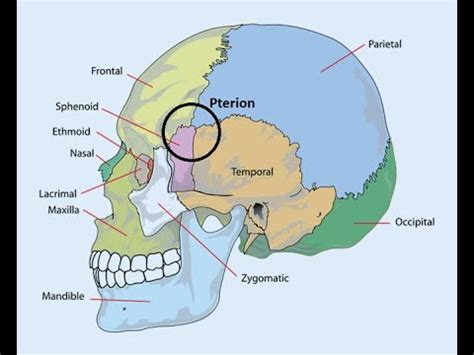 DISCUSS PTERION ANATOMY AND CLINICAL ANATOMY - YouTube