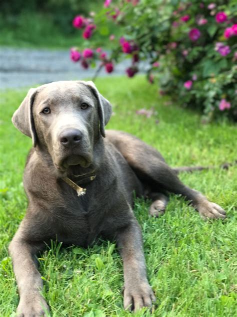 Pin By Andrea Christian On Silver Labs Labrador Retriever Dogs