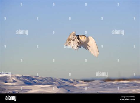 Canada Quebec Snowy Owl Bubo Scandiacus Stock Photo Alamy