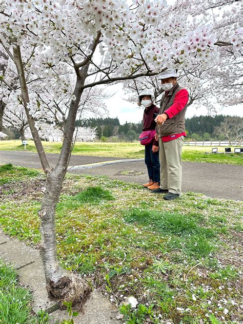 側溝のふたから「ど根性桜」 訪れる人の目を引く 三種町惣三郎沼公園 北羽新報社｜より速く、より正確に、心通う紙面づくり