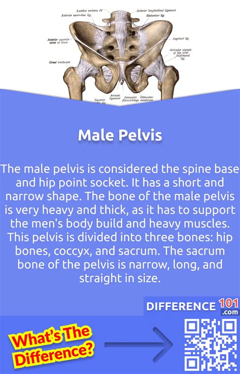 Male Vs Female Pelvis Differences Anatomy Of Skeleton Off