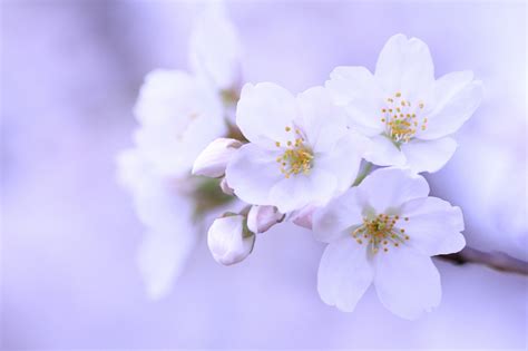 51 Besten Blumen schöne Hintergrundbilder für PC