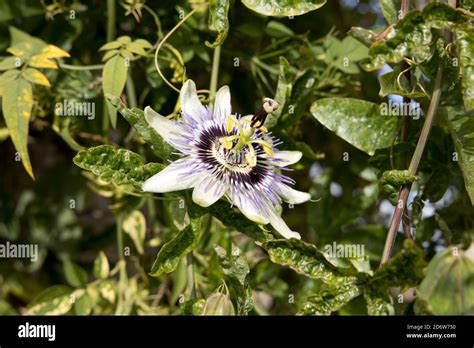 Pasionaria fotografías e imágenes de alta resolución Alamy