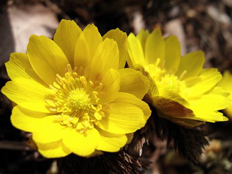 福寿草の花言葉（誕生花、英語、季節） 花言葉 由来