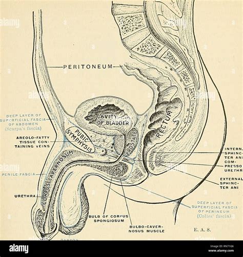 Male Perineum Location