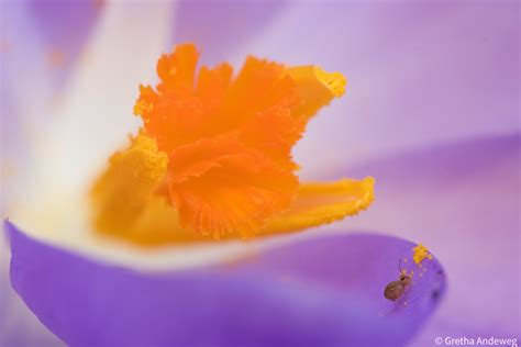 Vroege Vogels Foto Geleedpotigen Springstaartje Op Krokus