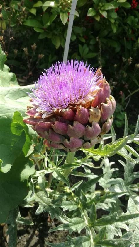 Cynara Scolymus L Alcachofa Flora Mundial Plntnet Identify