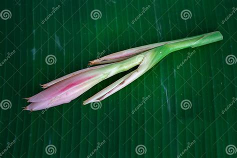 Bunga Kantan Known As Torch Ginger Flower With Scientific Name