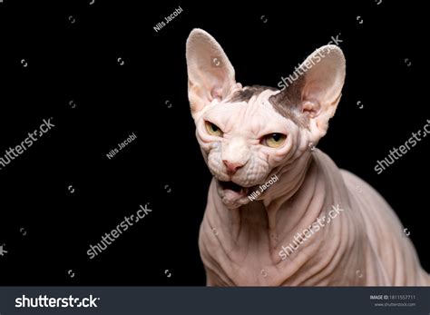 Studio Portrait Sphynx Naked Cat Meowing Stock Photo