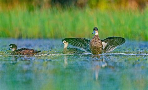 Threatened Endemic Birds of Andaman & Nicobar | Roundglass | Sustain