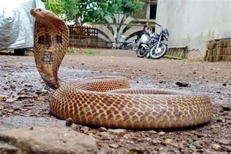 Snake कितीही विषारी साप असला तरी त्याला हा वास आला तर तो घरात प्रवेश