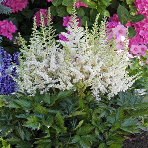 Астильба китайская Visions in White купить в Самаре