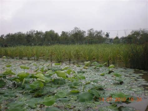 潜流式人工湿地计算复合人工湿地净化水产养殖污水技术乌其多梦的博客 Csdn博客