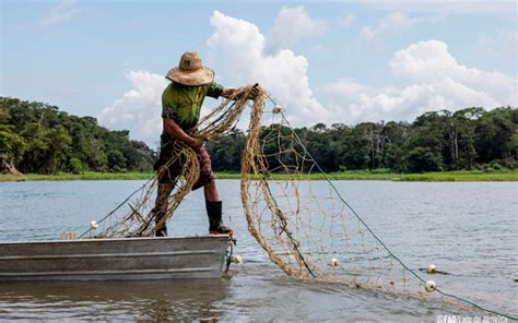 Fao Recomienda Políticas Públicas Para Fortalecer La Pesca Y