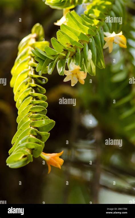 Dendrobium Ellipsophyllum Hi Res Stock Photography And Images Alamy