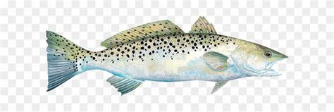 Speckled Trout Clipart Spotted Seatrout Free Transparent Png