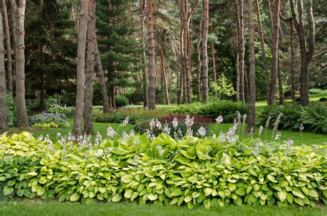 Made in the Shade: Planting Under Trees - Tree Topics