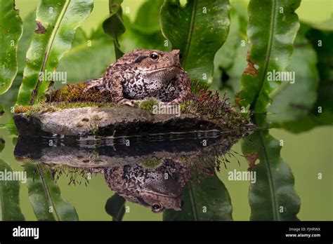 Common Toad Bufo Bufo Stock Photo Alamy