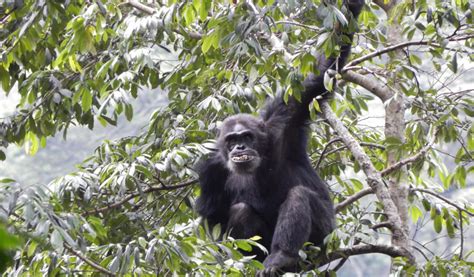 Nyungwe Forest National Park Rwanda National Parks Canopy Walks