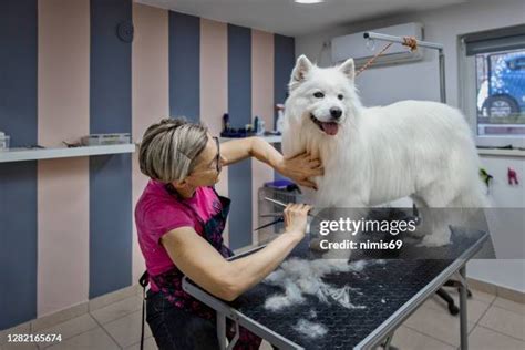 Samoyed Grooming Photos and Premium High Res Pictures - Getty Images