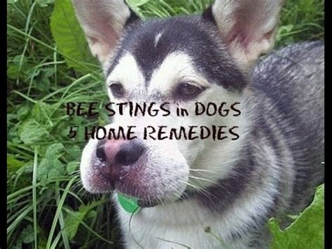 Dogs with bee stings: 5 home remedies [Research]