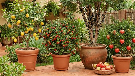 Frutas Para Plantar No Quintal - As 4 melhores árvores frutíferas para plantar no quintal e colher o ano ...