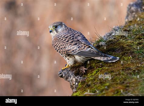 Common Kestrel Falco Tinnunculus Hawk Falcon Stock Photo Alamy