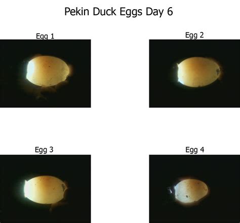 Pekin Eggs