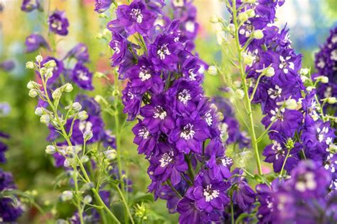 How To Plant Grow And Care For Delphiniums