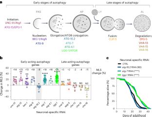 Autophagy Protein ATG 16 2 And Its WD40 Domain Mediate The Beneficial