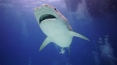 National Geographic's SharkFest 2020 Is Now Playing | ABC Updates