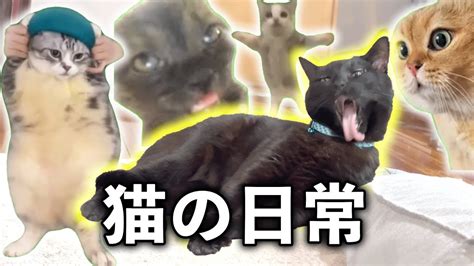 【猫ミーム】リアルな猫の日常 Youtube