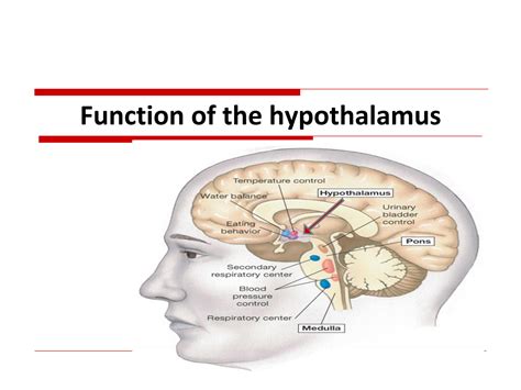 Solution Function Of The Hypothalamus Studypool