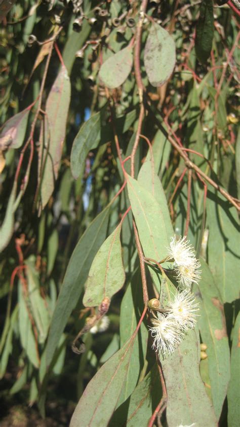 National Trust Yellow Box Eucalyptus Melliodora