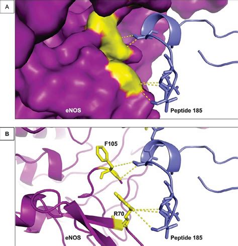 Interaction Between R70 And F105 Of ENOS And Peptide 185 A The Image