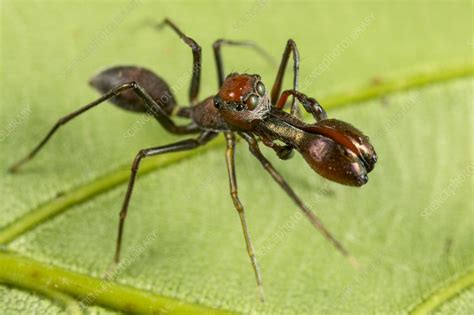 Ant Mimic Jumping Spider Stock Image C057 9928 Science Photo Library