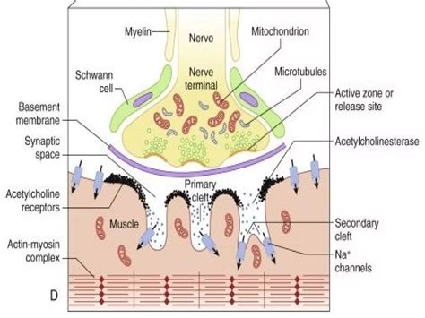 Anatomy And Physiology Of Neuromuscular Junction And Monitoring Ppt