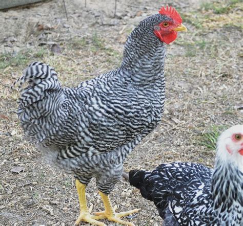 Barred Rock Rooster Vs Hen