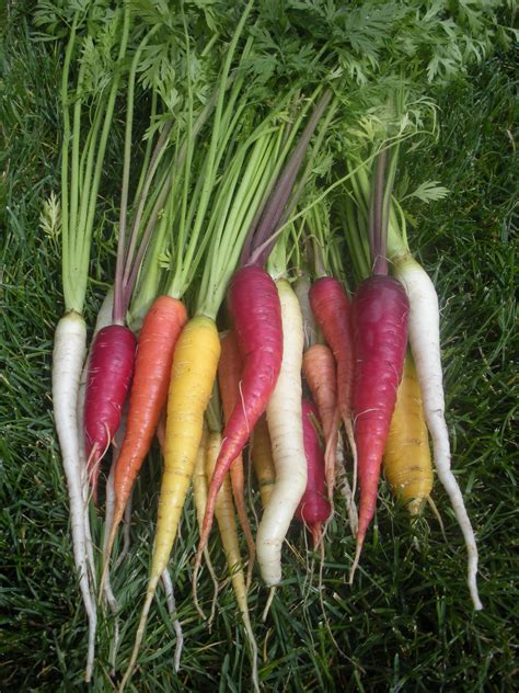 Giant Carrots Varieties - DIY