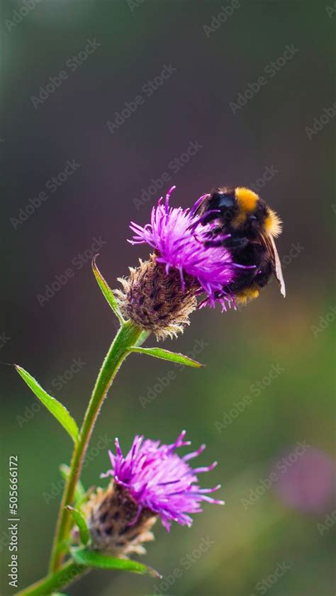 Macro D Un Bourdon En Train De Butiner Une Fleur Sauvage Stock Photo