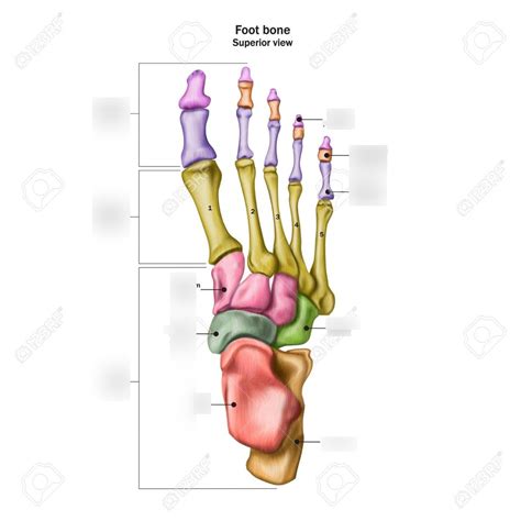 Foot bones Diagram | Quizlet