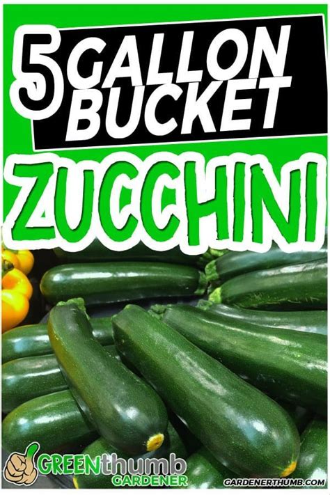 Growing Zucchini In Containers And Gallon Buckets Are A Great Idea To