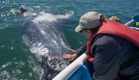 Whale Tales: Our surprisingly friendly encounters with gray whales ...