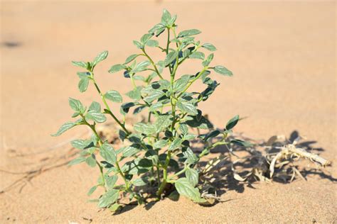 Heliotropium dasycarpum - Изображение особи - Плантариум
