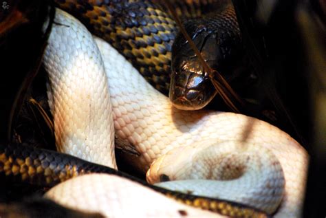 Houston Zoo Rat Snakes By Bphaines On Deviantart